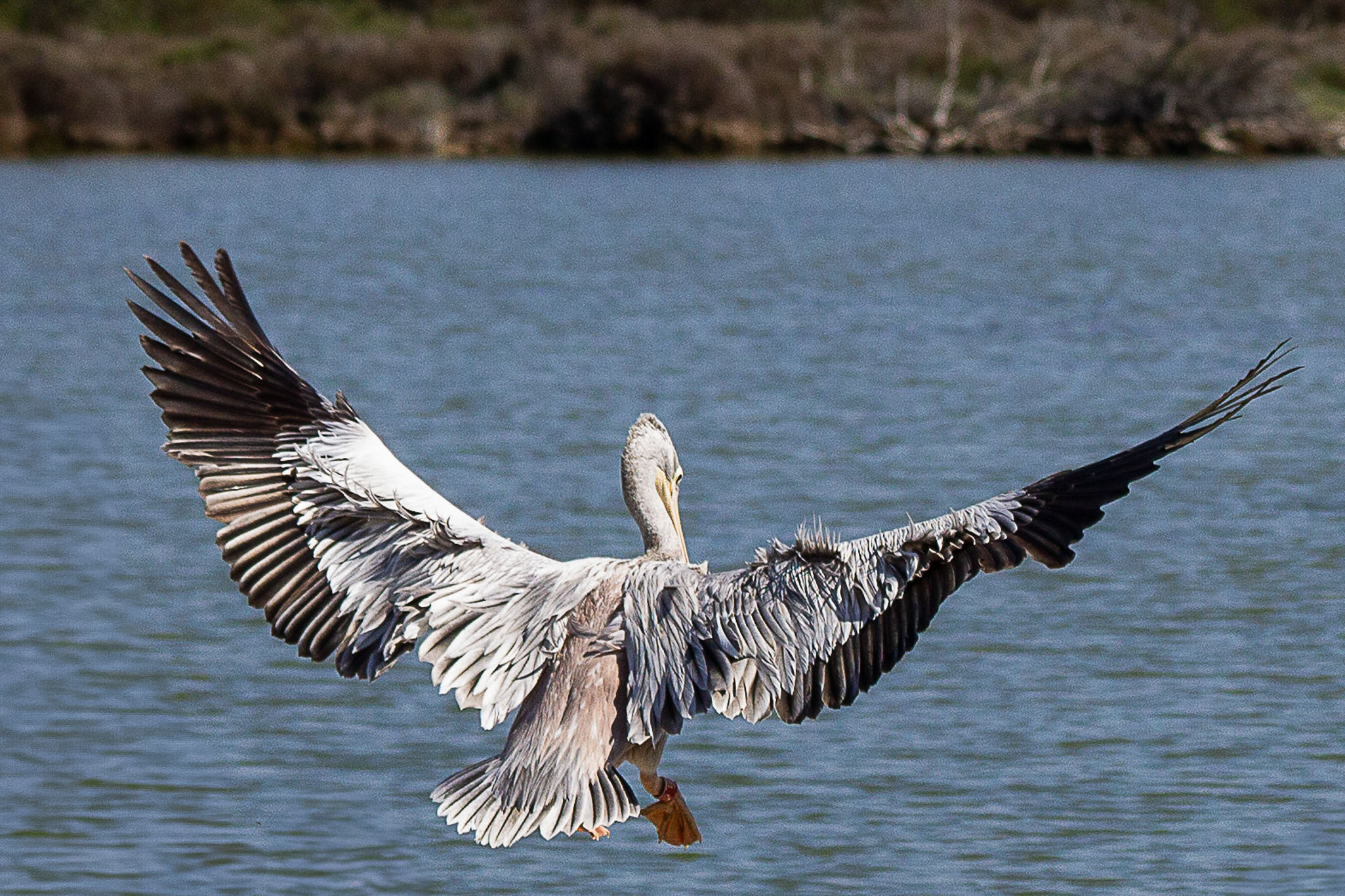 Pelícano gris   Pelecanus rufescens
